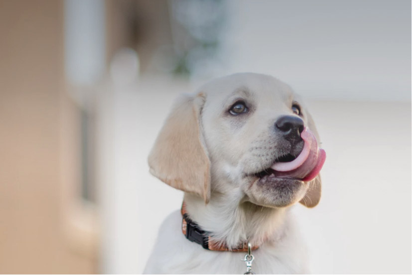 Maintain tongue hygiene